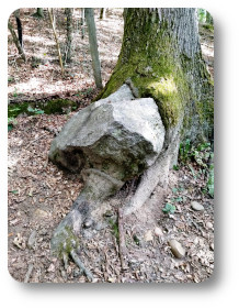 arbre mangeant une pierre animation nature adulte